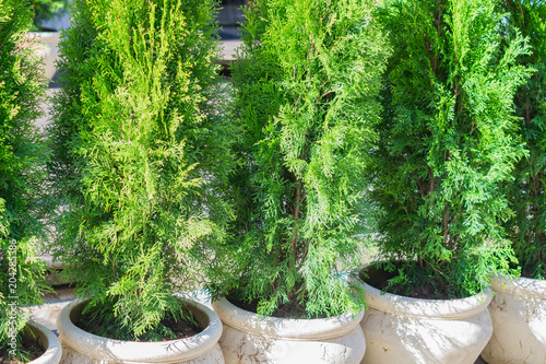 Young trees of cypress potted on the street. City park decoration