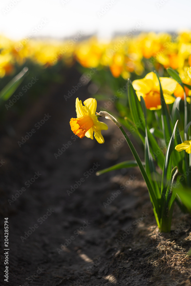 Close-up view of yellow with an orange cup daffodils in a flower field row. Vertical photo Close-up view of yellow with an orange cup daffodils in a flower field row. Vertical photo