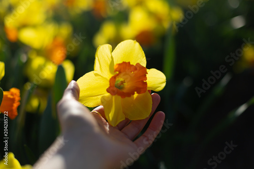 Fototapeta Naklejka Na Ścianę i Meble -  Close-up of a female hand holding yellow with an orange cup daffodil