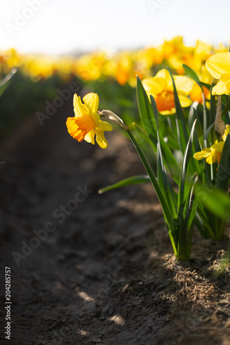 Fototapeta Naklejka Na Ścianę i Meble -  Incredibly beautiful nature scene with blooming in a flower field daffodil with a blurred background