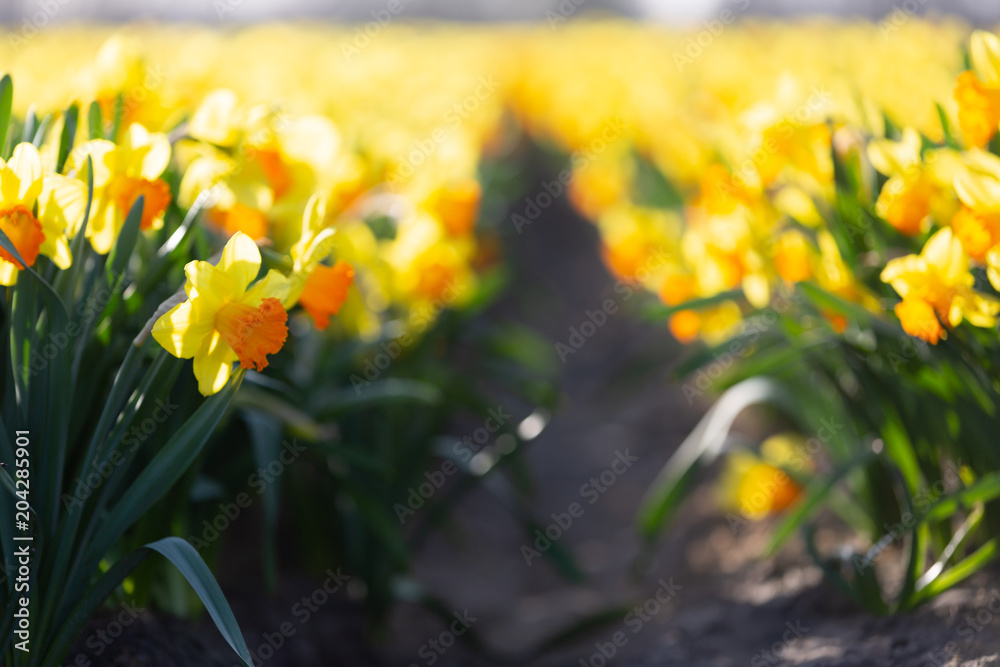 Obraz premium Amazing yellow daffodils flower field in the evening light
