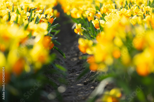 Fototapeta Naklejka Na Ścianę i Meble -  Selektive focus. Yellow daffodils flower field