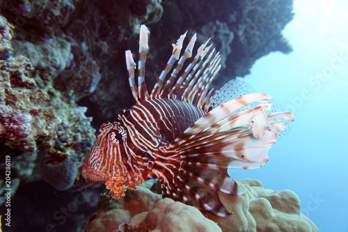Indischer Rotfeuerfisch (Pterois miles)