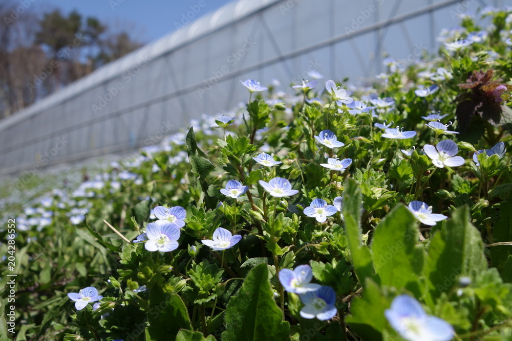 春の野草 青い小さな花 オオイヌノフグリ Stock Photo Adobe Stock