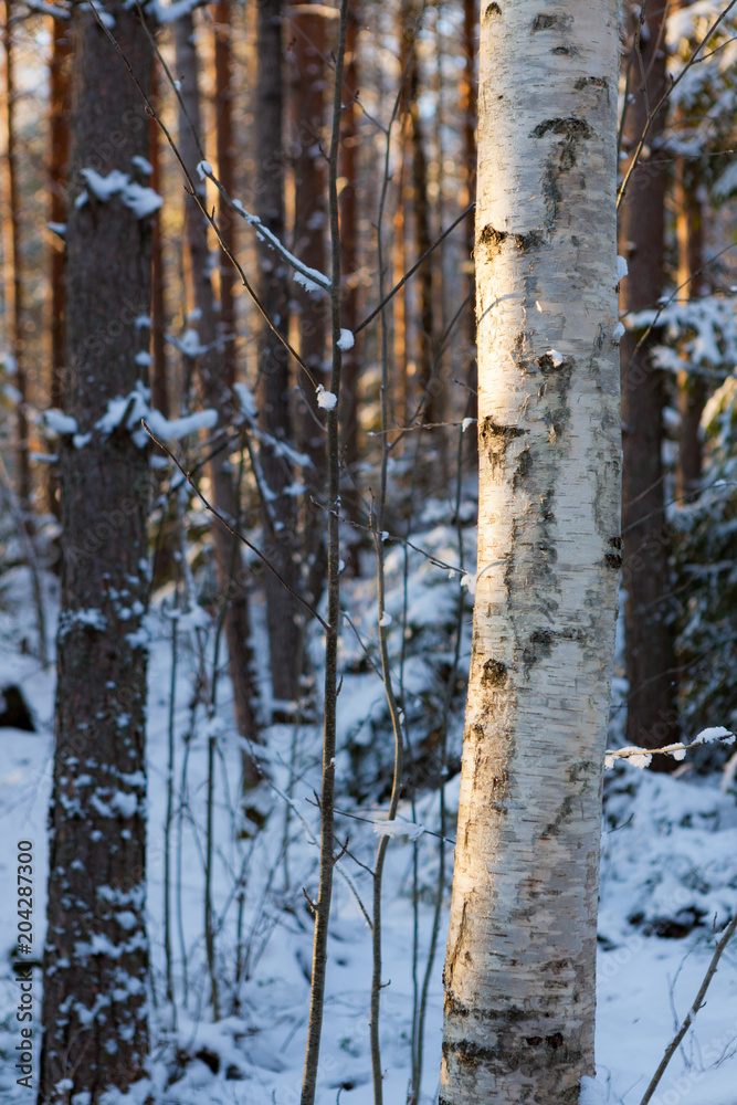 Tree trunks at winter forest in sunset light Tree trunks at winter forest in sunset light