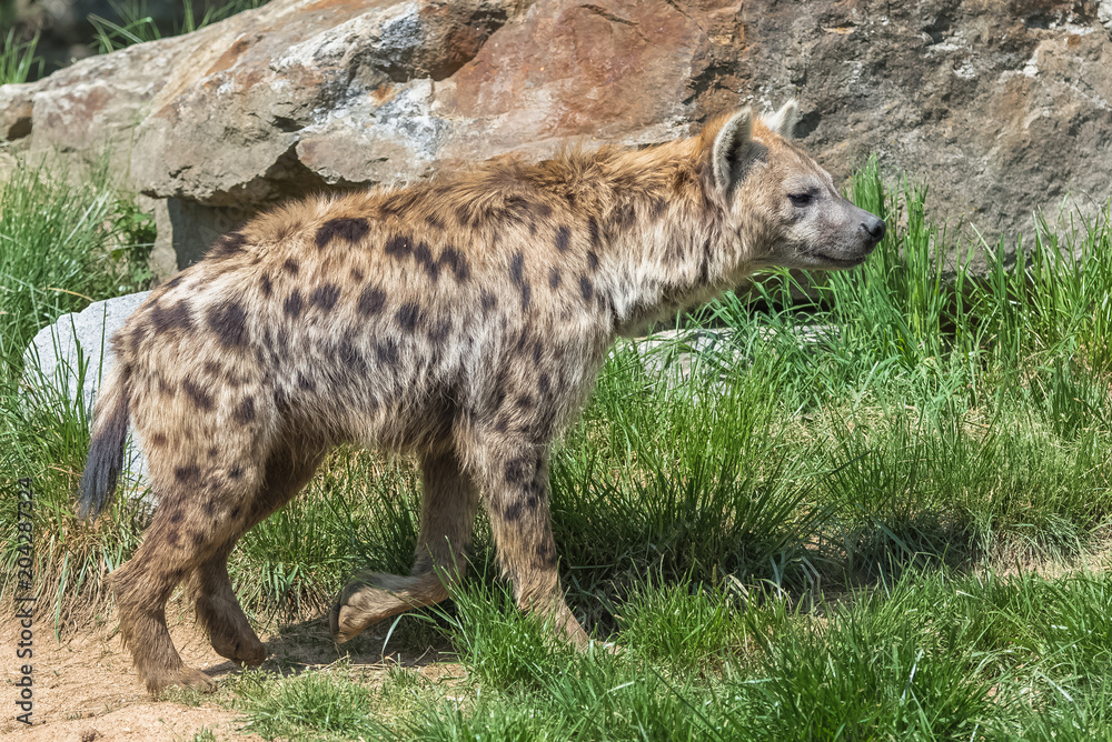 spotted hyena, Crocuta crocuta, animal standing on the grass
spotted hyena, Crocuta crocuta, animal standing on the grass