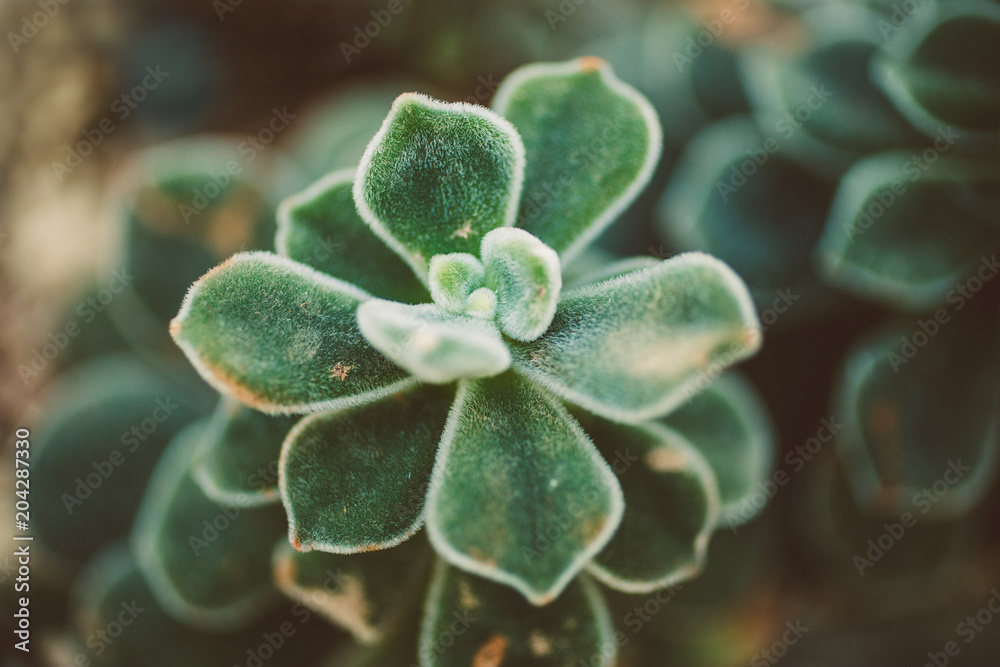 macro close up of budding fuzzy succulent plant in muted colors