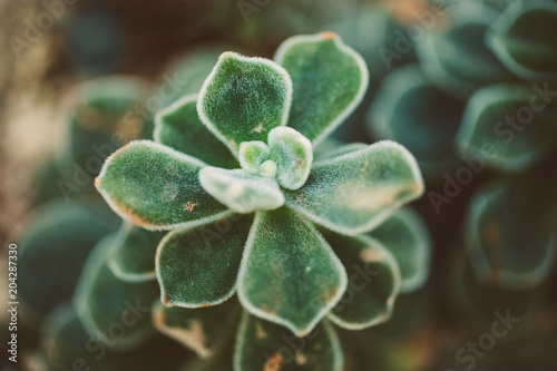 Obraz na płótnie macro close up of budding fuzzy succulent plant in muted colors w salonie