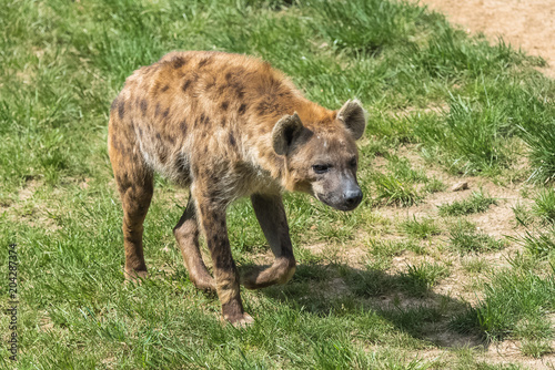 spotted hyena, Crocuta crocuta, animal standing on the grass 
