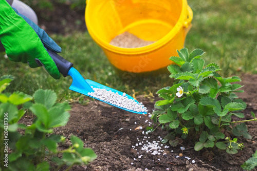 Farmer giving granulated fertilizer to young strawberry plants 