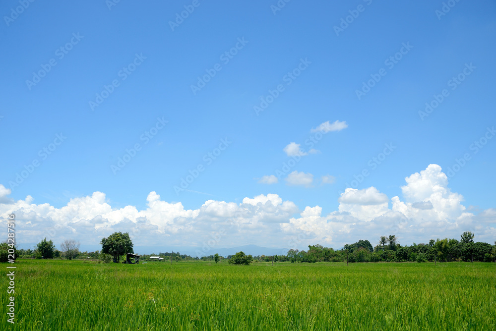 Landscape of rice field with blue sky and white clouds. Landscape of rice field with blue sky and white clouds.