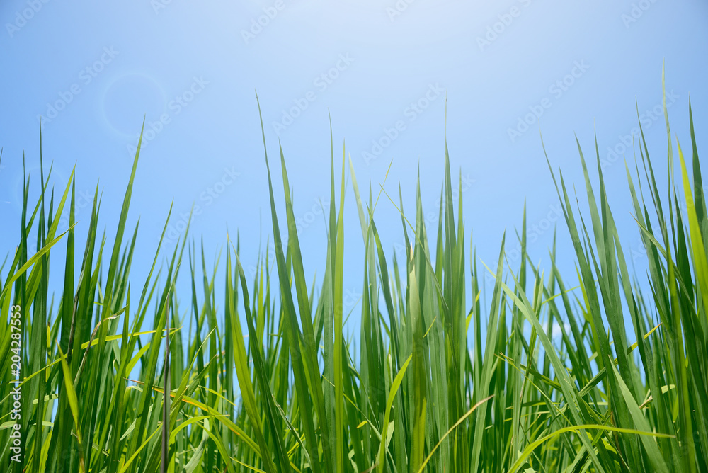 Obraz premium Rice leaves closeup on blue sky with sun flare.