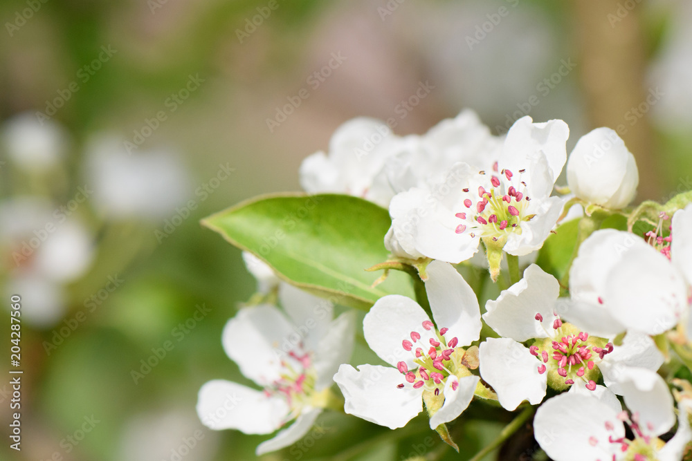 White Apple blossoms on a branch closeup on green blurry background White Apple blossoms on a branch closeup on green blurry background
