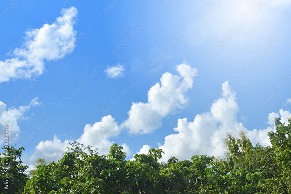 Top of green tree with blue sky and clouds background. Top of green tree with blue sky and clouds background.