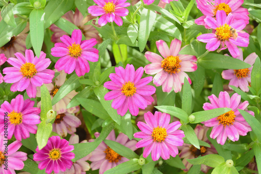 Zinnia flower blooms at flower bed in the garden. Zinnia flower blooms at flower bed in the garden.
