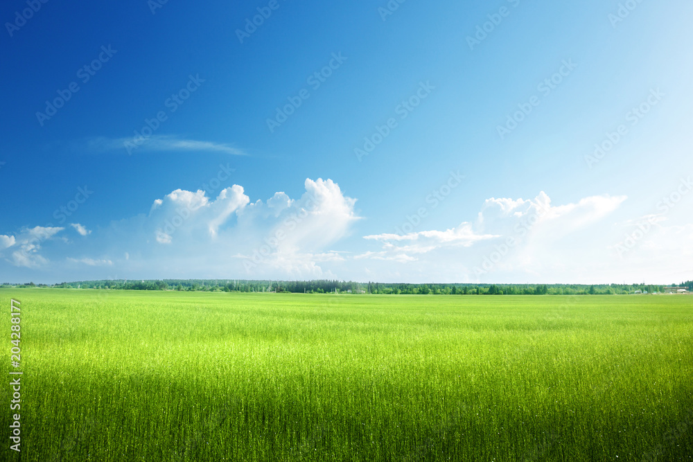 field of spring grass