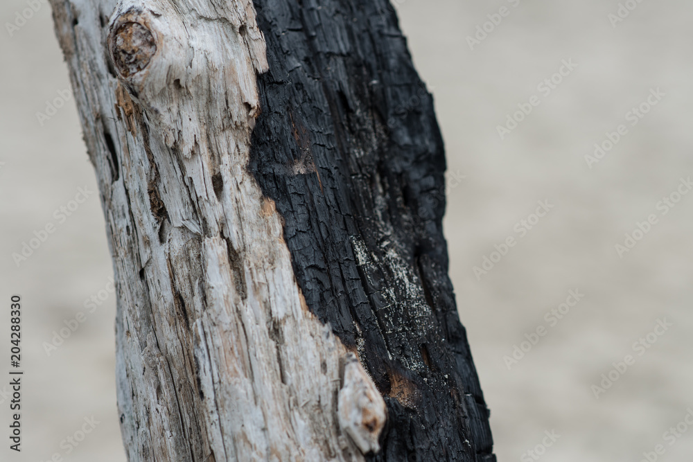 Fototapeta premium Two-toned burned wood at beach