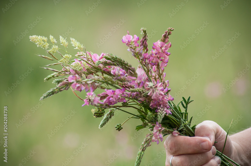 closeup of savage flowers bouquet in hand of woman in a meadow closeup of savage flowers bouquet in hand of woman in a meadow
