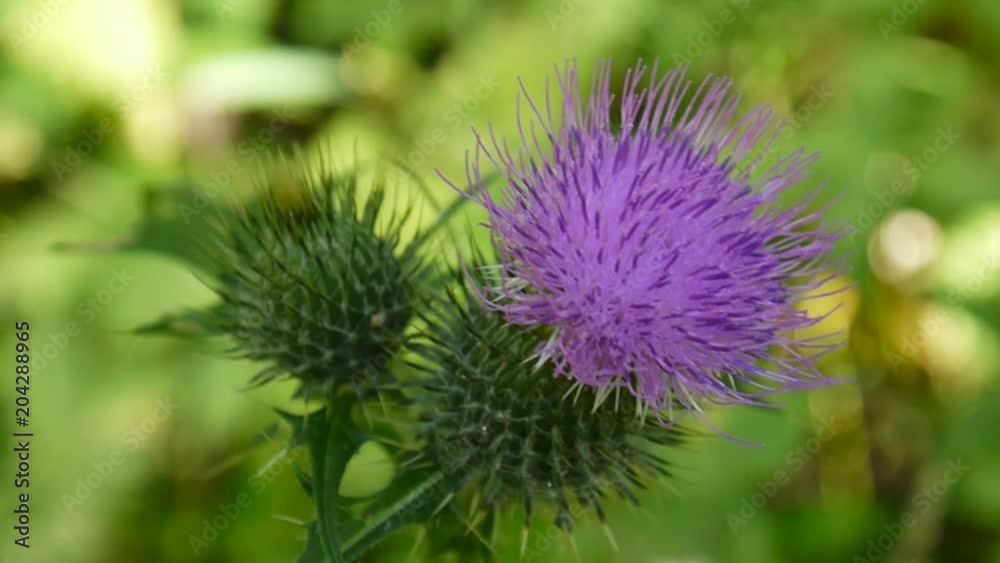 Cirsium vulgare macro in the summer and bee Cirsium vulgare macro in the summer and bee