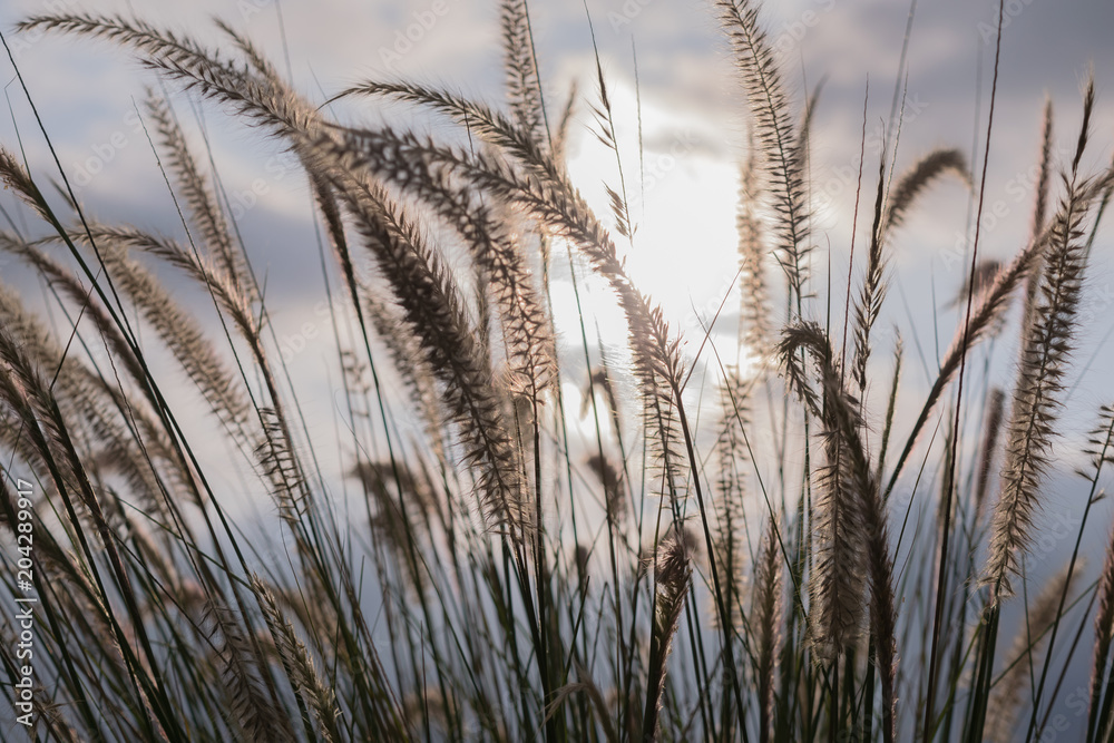 Fototapeta premium spikes with sunset background