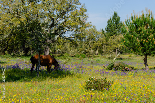 horses grazing on the field © solipa