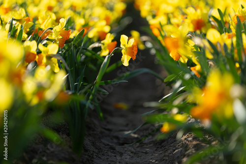Fototapeta Naklejka Na Ścianę i Meble -  Incredibly beautiful spring scene with blooming daffodils with a blurred background. Selektive focus