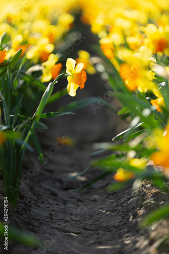 Fototapeta Naklejka Na Ścianę i Meble -  Incredibly beautiful spring scene with blooming daffodil with a blurred background
