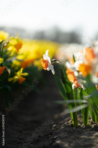 Fototapeta Naklejka Na Ścianę i Meble -  Closeup view of beautiful white daffodil in the field. South Holland, Netherlands 
