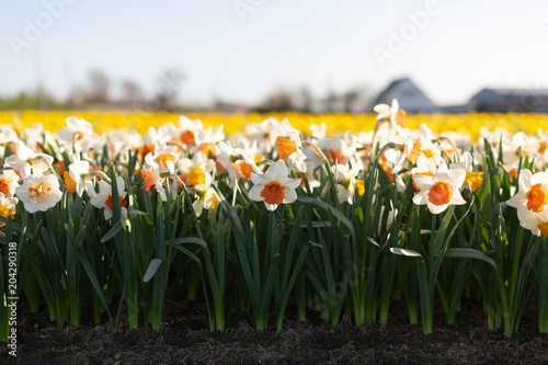 Famous Dutch flower fields during flowering rows of white and yellow daffodils