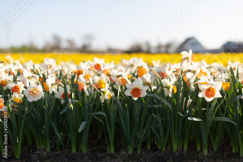 Famous Dutch flower fields during flowering white and yellow daffodils