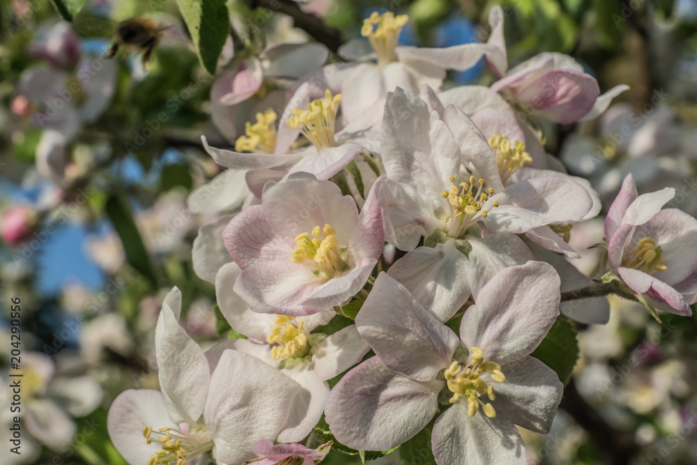 Apfelblüten