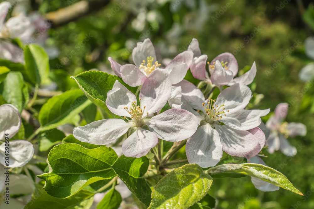 Fototapeta premium Apfelblüten