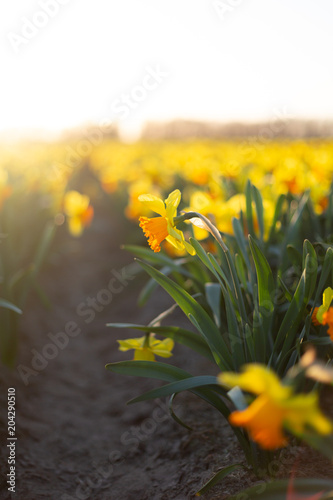 Fototapeta Naklejka Na Ścianę i Meble -  Yellow with an orange cup daffodils flower field in the evening light. Selective focus