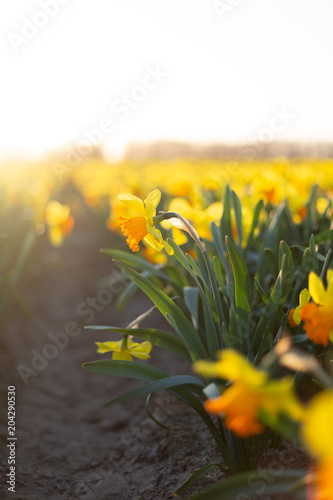 Fototapeta Naklejka Na Ścianę i Meble -  Amazing yellow daffodils flower field in the evening light