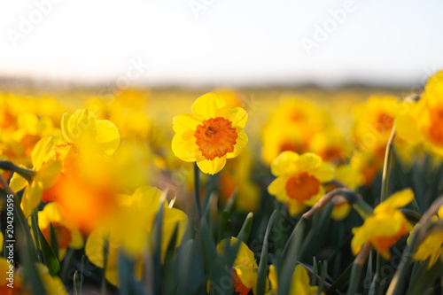 Fototapeta Naklejka Na Ścianę i Meble -  Closeup of amazing yellow daffodils flower field in the evening light