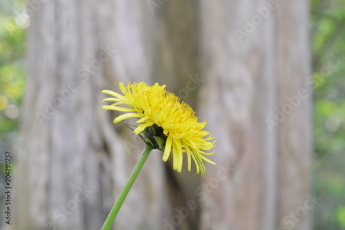 Fototapeta Naklejka Na Ścianę i Meble -  Einzelne große Löwenzahnblüte