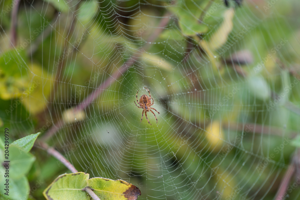 Spider Web 