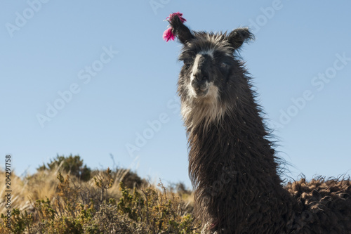 Llama in the vicinity of Coquesa - Tahua Village, Salar de Uyuni, Bolivia photo