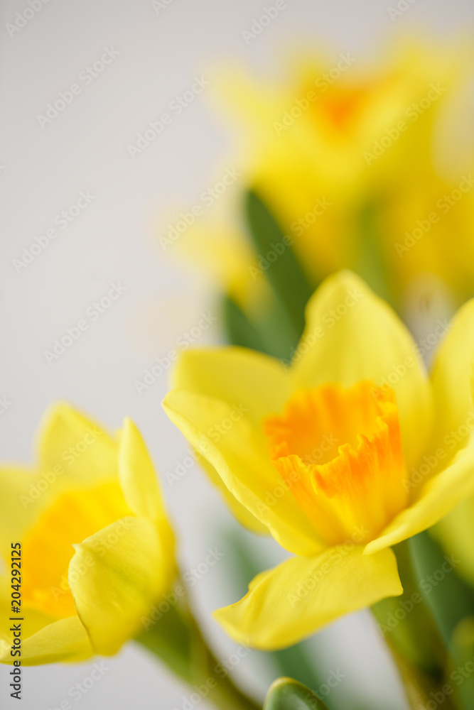 Posy of bright yellow spring daffodils in a vase placed in the living room as a decoration. Vertical photo, Wallpaper Posy of bright yellow spring daffodils in a vase placed in the living room as a decoration. Vertical photo, Wallpaper