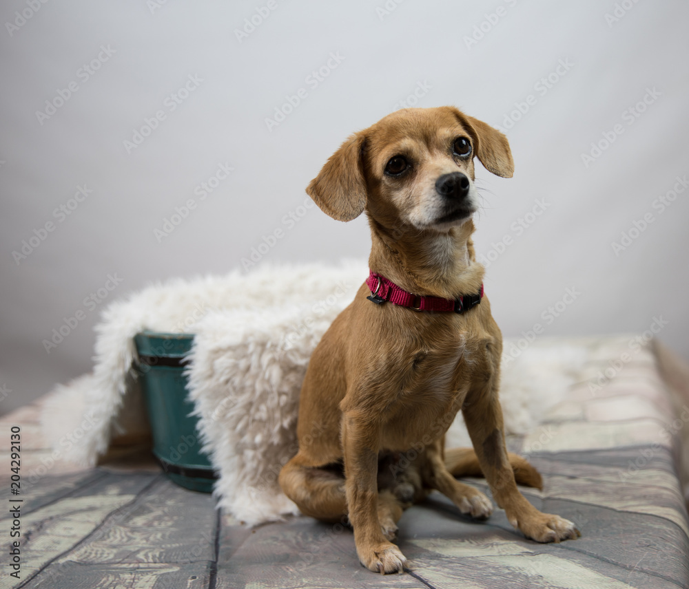 cute small brown dog in studio