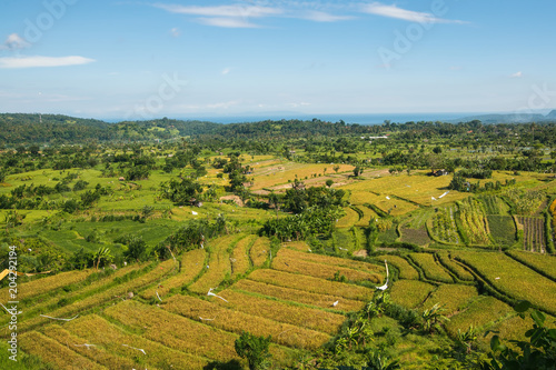 View of valley with rice fields on the Bali island, Indonesia.
