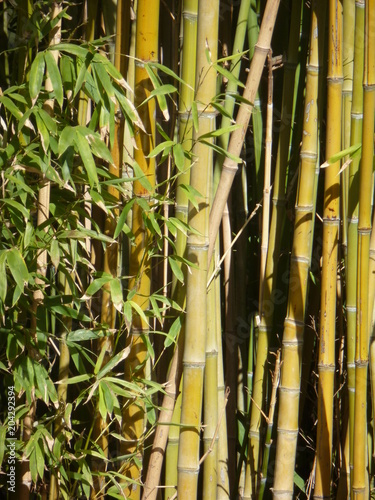 Fototapeta Naklejka Na Ścianę i Meble -  Bambous au jardin japonais
