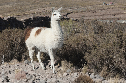 Llama in the vicinity of Coquesa - Thaua Village, Salar de Uyuni, Bolivia photo