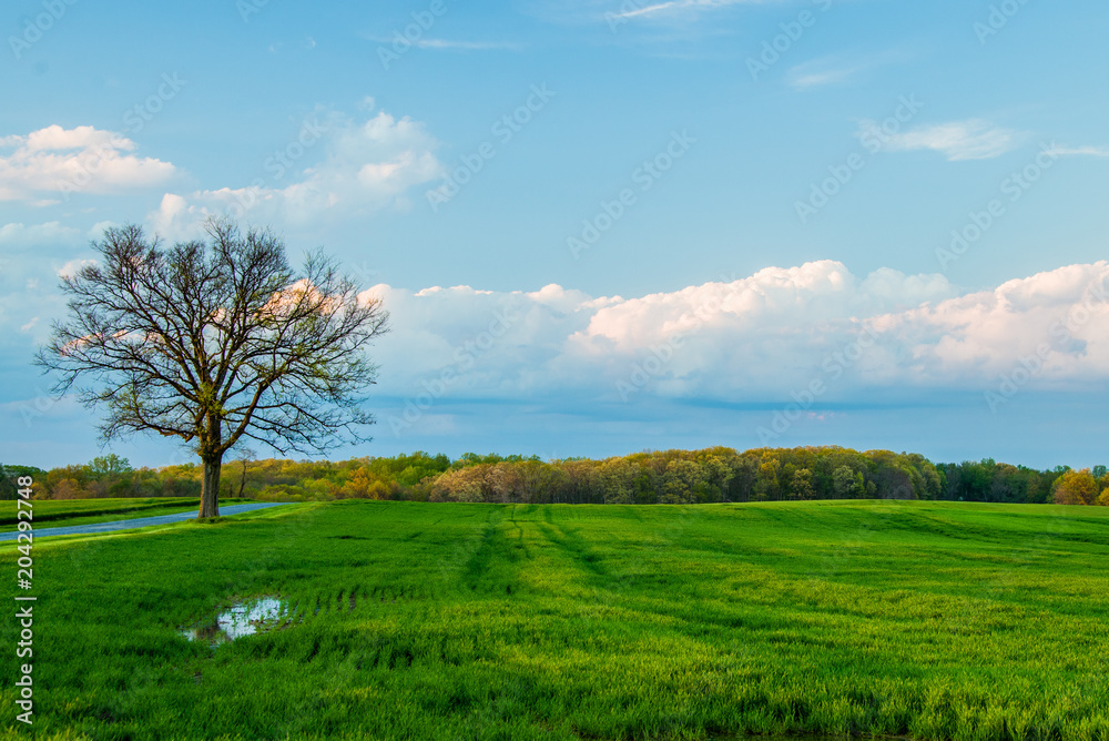 Green field