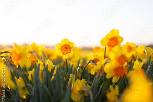 Fototapeta Naklejka Na Ścianę i Meble -  Yellow daffodils flower field at sunset
