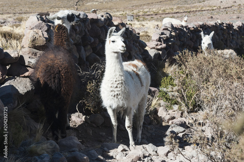 Llamas in the vicinity of Coquesa - Tahua Village, Salar de Uyuni, Bolivia photo