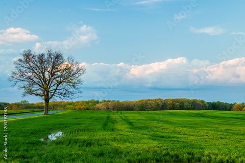 Green field