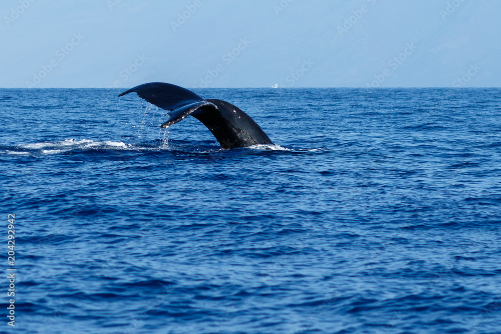 Fototapeta premium Humpback whale tail fluke.