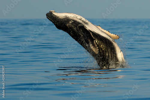 Baby humpback whale breaching.