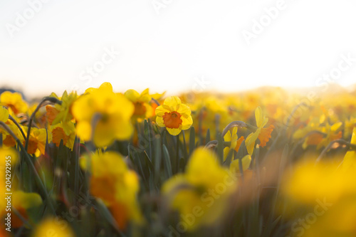 Fototapeta Naklejka Na Ścianę i Meble -  Yellow daffodils field blooming in spring at sunset. Selective focus